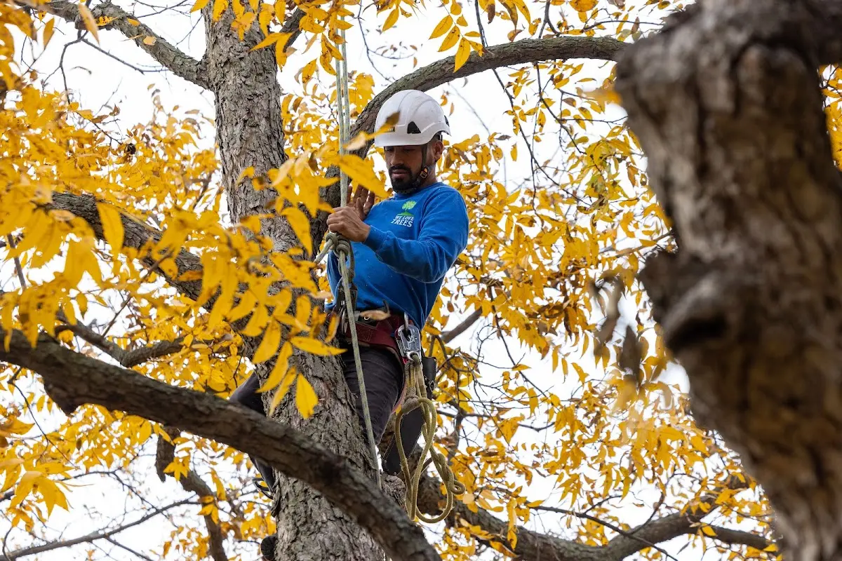 Skilled Tree Trimming crew working in Cortland